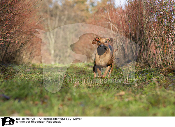 rennender Rhodesian Ridgeback / running Rhodesian Ridgeback / JM-06408