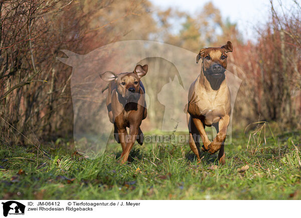 zwei Rhodesian Ridgebacks / two Rhodesian Ridgebacks / JM-06412