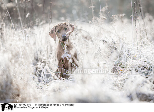 Rhodesian Ridgeback Welpe / Rhodesian Ridgeback Puppy / NP-02310