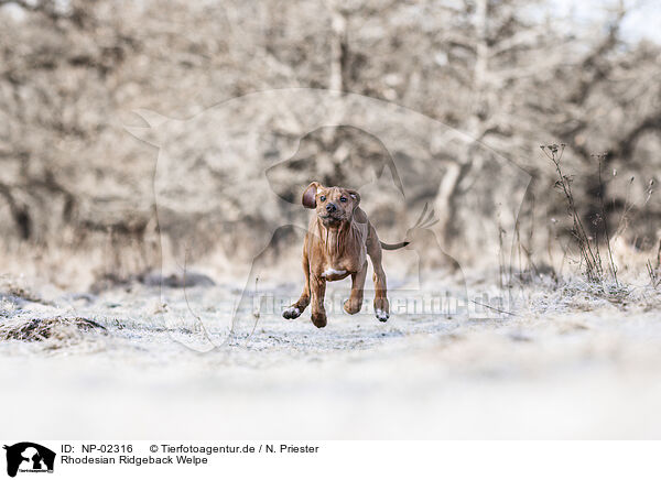 Rhodesian Ridgeback Welpe / Rhodesian Ridgeback Puppy / NP-02316