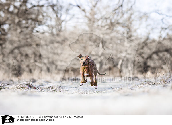 Rhodesian Ridgeback Welpe / Rhodesian Ridgeback Puppy / NP-02317