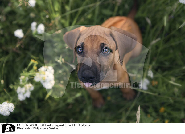 Rhodesian Ridgeback Welpe / Rhodesian Ridgeback Puppy / LH-02069