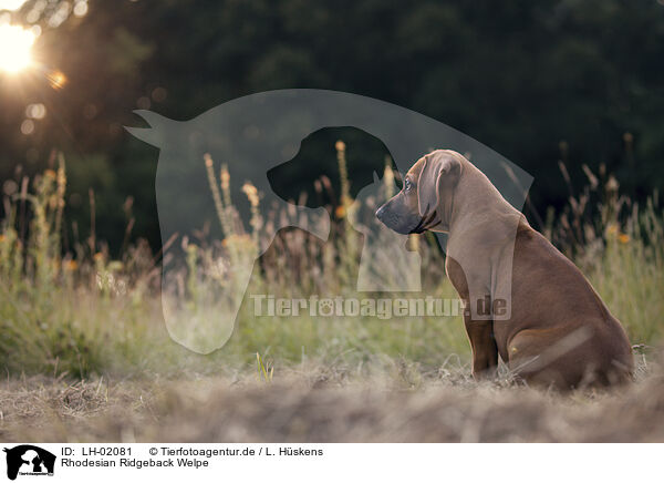 Rhodesian Ridgeback Welpe / Rhodesian Ridgeback Puppy / LH-02081