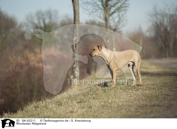 Rhodesian Ridgeback / Rhodesian Ridgeback / SK-02211