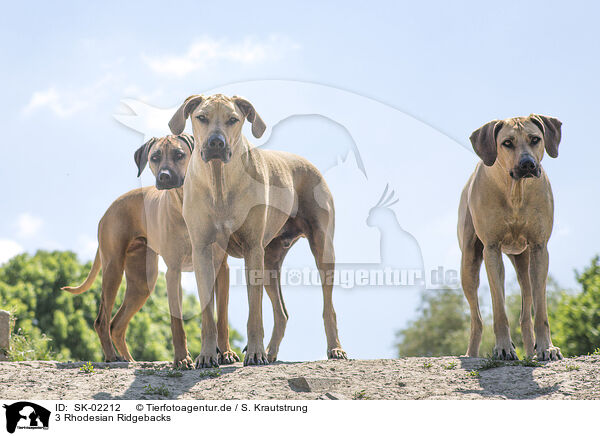 3 Rhodesian Ridgebacks / 3 Rhodesian Ridgebacks / SK-02212