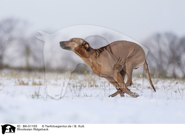 Rhodesian Ridgeback / Rhodesian Ridgeback / BK-01165