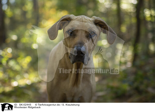 Rhodesian Ridgeback / Rhodesian Ridgeback / SK-02445