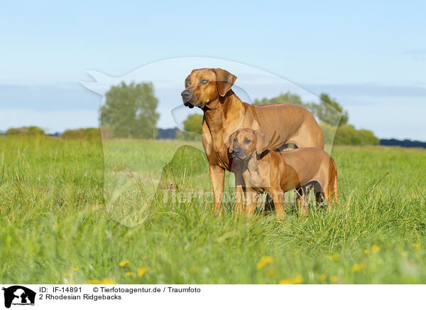 2 Rhodesian Ridgebacks / 2 Rhodesian Ridgebacks / IF-14891