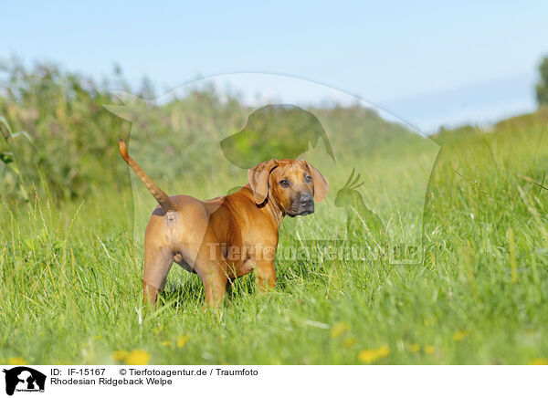 Rhodesian Ridgeback Welpe / Rhodesian Ridgeback Puppy / IF-15167