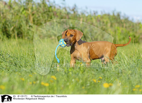 Rhodesian Ridgeback Welpe / Rhodesian Ridgeback Puppy / IF-15171