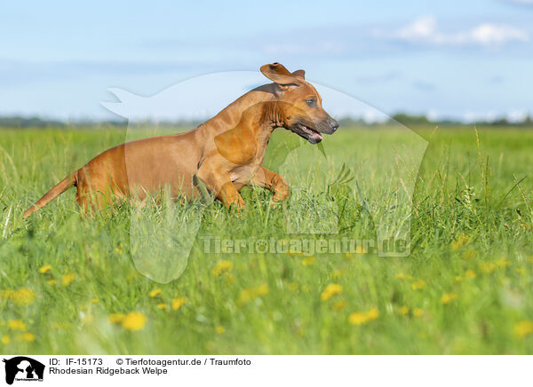 Rhodesian Ridgeback Welpe / Rhodesian Ridgeback Puppy / IF-15173