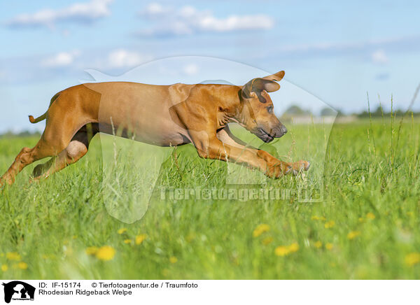 Rhodesian Ridgeback Welpe / Rhodesian Ridgeback Puppy / IF-15174