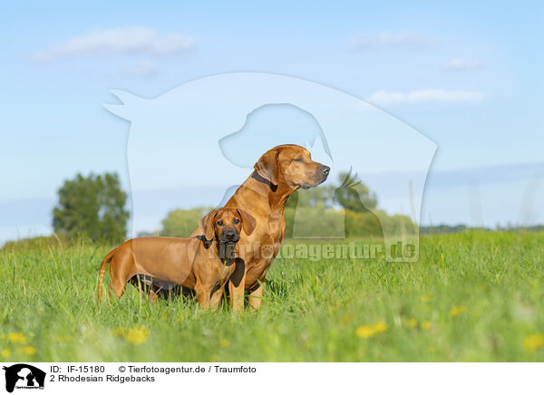 2 Rhodesian Ridgebacks / 2 Rhodesian Ridgebacks / IF-15180