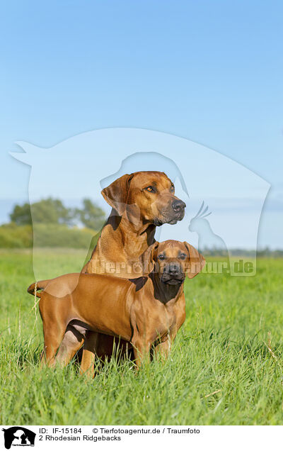 2 Rhodesian Ridgebacks / 2 Rhodesian Ridgebacks / IF-15184