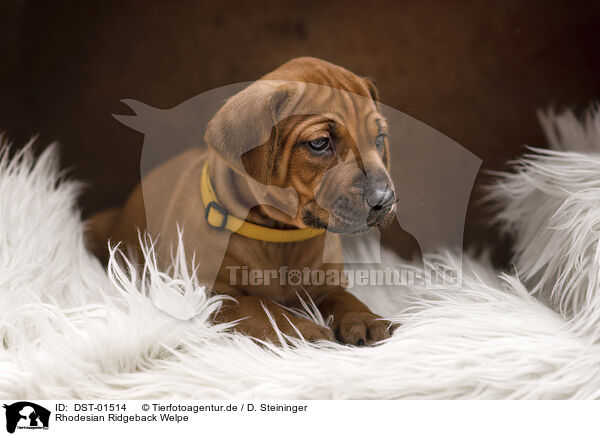 Rhodesian Ridgeback Welpe / Rhodesian Ridgeback Puppy / DST-01514