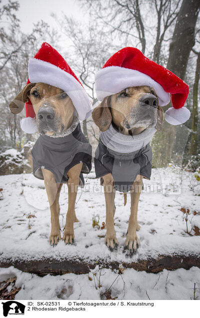 2 Rhodesian Ridgebacks / 2 Rhodesian Ridgebacks / SK-02531