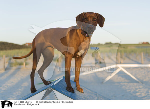 Rhodesian Ridgeback / Rhodesian Ridgeback / HBO-05840