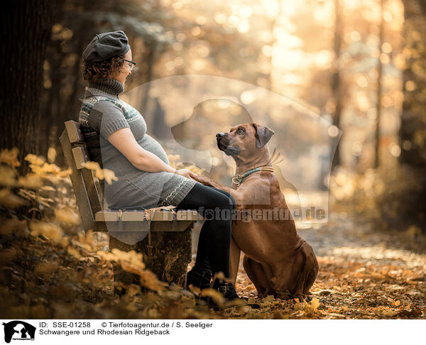 Schwangere und Rhodesian Ridgeback / pregnant woman and Rhodesian Ridgeback / SSE-01258