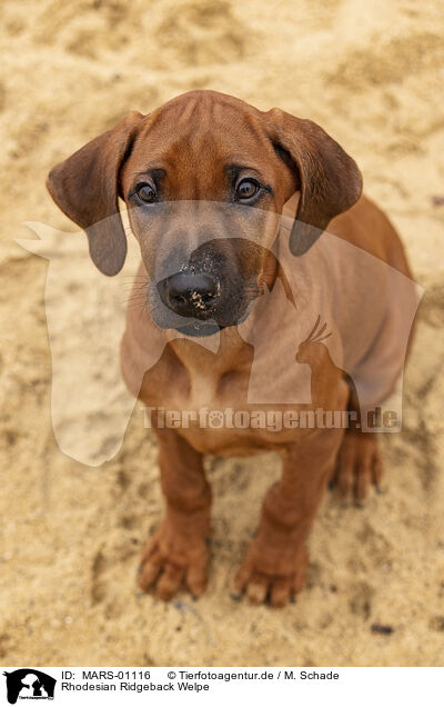 Rhodesian Ridgeback Welpe / Rhodesian Ridgeback Puppy / MARS-01116