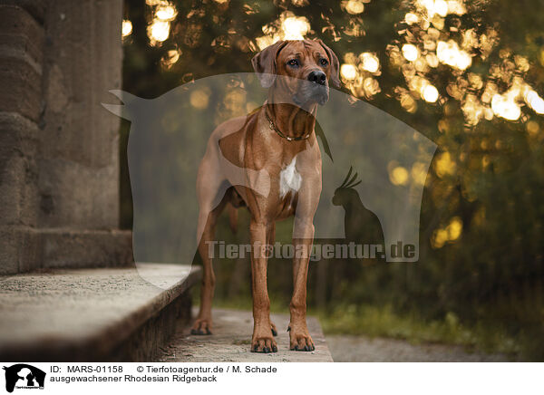 ausgewachsener Rhodesian Ridgeback / adult Rhodesian Ridgeback / MARS-01158