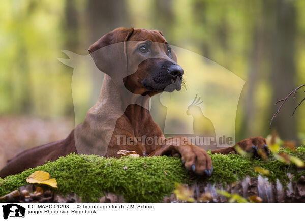 junger Rhodesian Ridgeback / young Rhodesian Ridgeback / MASC-01298