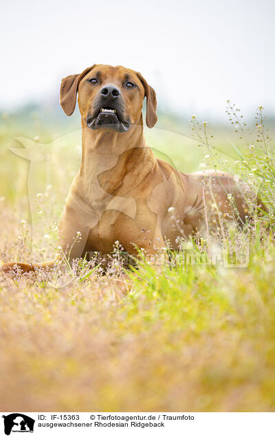 ausgewachsener Rhodesian Ridgeback / adult Rhodesian Ridgeback / IF-15363