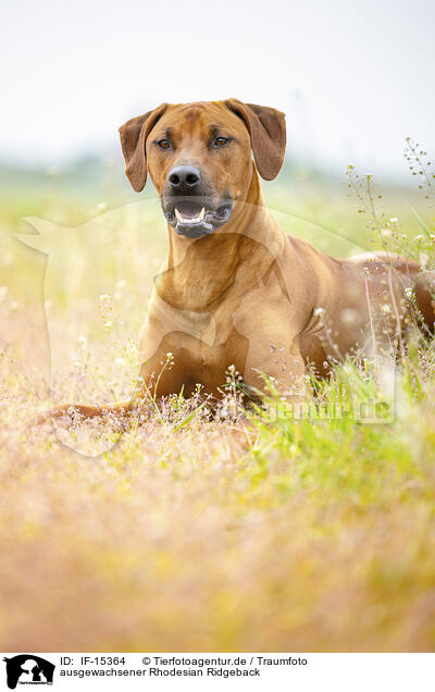 ausgewachsener Rhodesian Ridgeback / adult Rhodesian Ridgeback / IF-15364