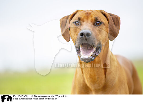 ausgewachsener Rhodesian Ridgeback / adult Rhodesian Ridgeback / IF-15369