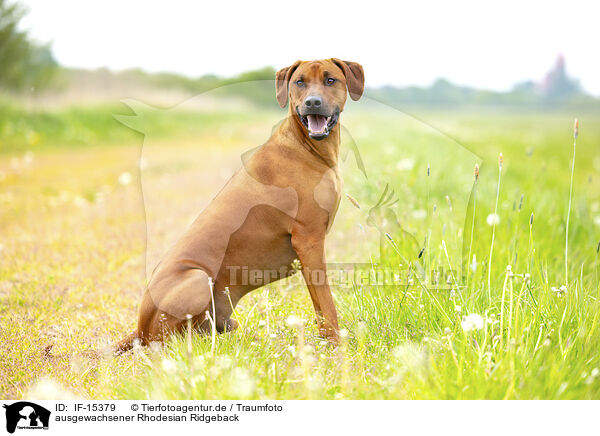 ausgewachsener Rhodesian Ridgeback / adult Rhodesian Ridgeback / IF-15379