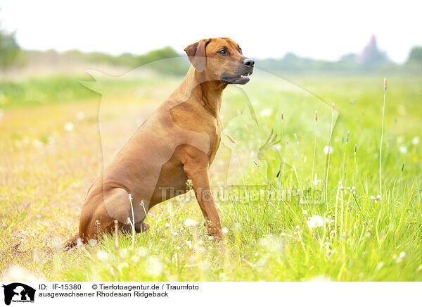 ausgewachsener Rhodesian Ridgeback / adult Rhodesian Ridgeback / IF-15380