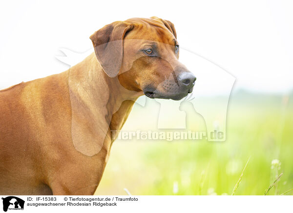 ausgewachsener Rhodesian Ridgeback / adult Rhodesian Ridgeback / IF-15383