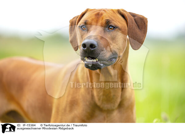 ausgewachsener Rhodesian Ridgeback / adult Rhodesian Ridgeback / IF-15384