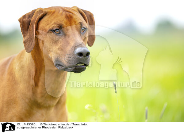 ausgewachsener Rhodesian Ridgeback / adult Rhodesian Ridgeback / IF-15385