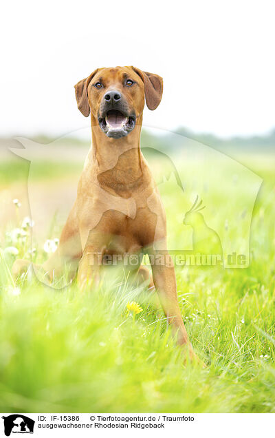 ausgewachsener Rhodesian Ridgeback / adult Rhodesian Ridgeback / IF-15386