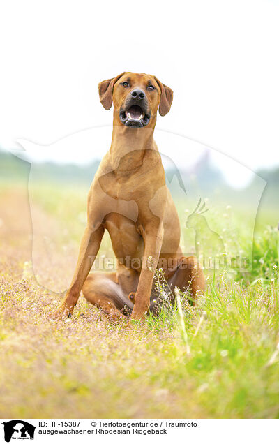 ausgewachsener Rhodesian Ridgeback / adult Rhodesian Ridgeback / IF-15387