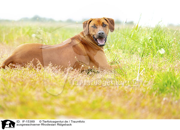 ausgewachsener Rhodesian Ridgeback / adult Rhodesian Ridgeback / IF-15389