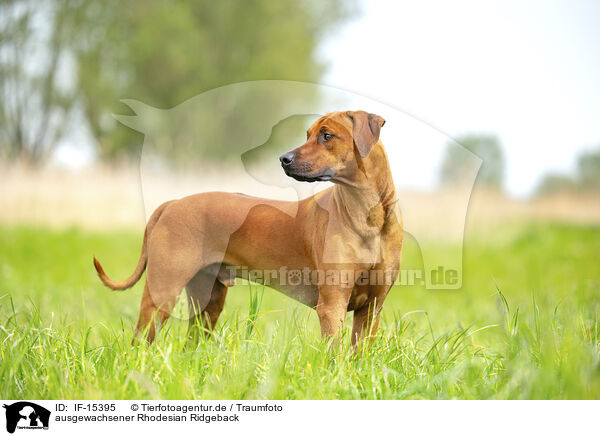 ausgewachsener Rhodesian Ridgeback / adult Rhodesian Ridgeback / IF-15395