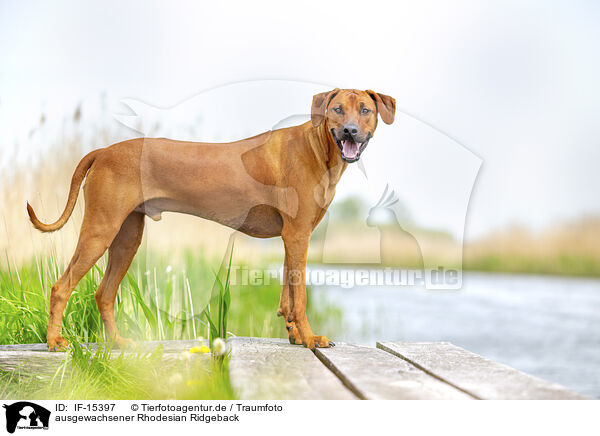 ausgewachsener Rhodesian Ridgeback / adult Rhodesian Ridgeback / IF-15397