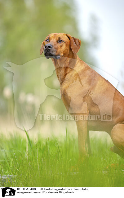 ausgewachsener Rhodesian Ridgeback / adult Rhodesian Ridgeback / IF-15400