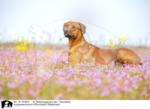 ausgewachsener Rhodesian Ridgeback / adult Rhodesian Ridgeback / IF-15403