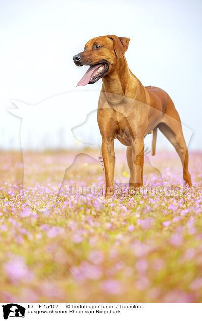 ausgewachsener Rhodesian Ridgeback / adult Rhodesian Ridgeback / IF-15407