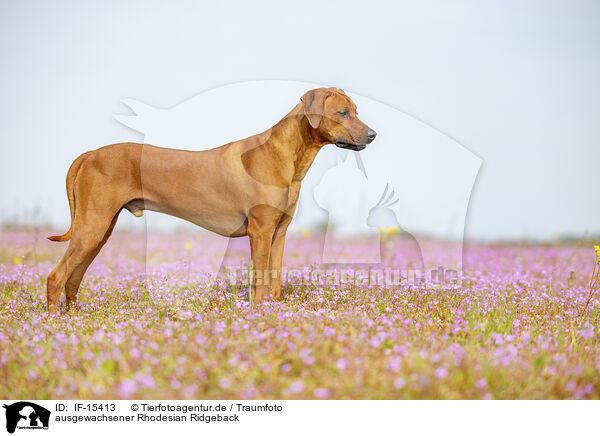 ausgewachsener Rhodesian Ridgeback / adult Rhodesian Ridgeback / IF-15413