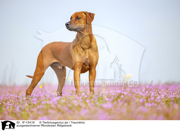 ausgewachsener Rhodesian Ridgeback / adult Rhodesian Ridgeback / IF-15416