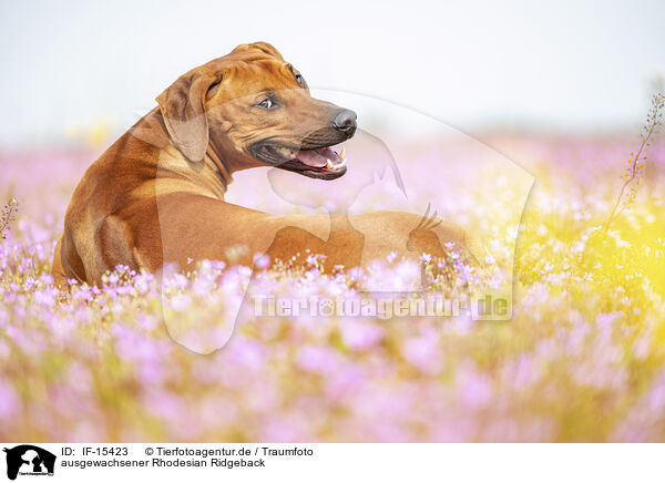 ausgewachsener Rhodesian Ridgeback / adult Rhodesian Ridgeback / IF-15423