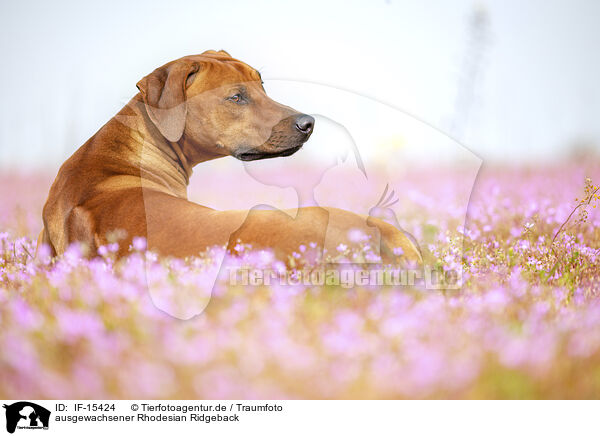 ausgewachsener Rhodesian Ridgeback / adult Rhodesian Ridgeback / IF-15424