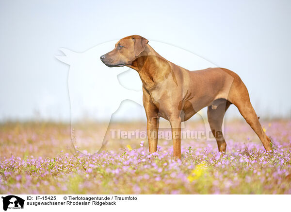 ausgewachsener Rhodesian Ridgeback / adult Rhodesian Ridgeback / IF-15425