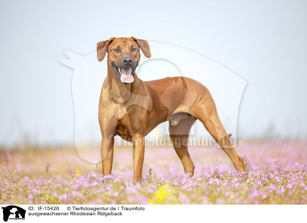 ausgewachsener Rhodesian Ridgeback / adult Rhodesian Ridgeback / IF-15426