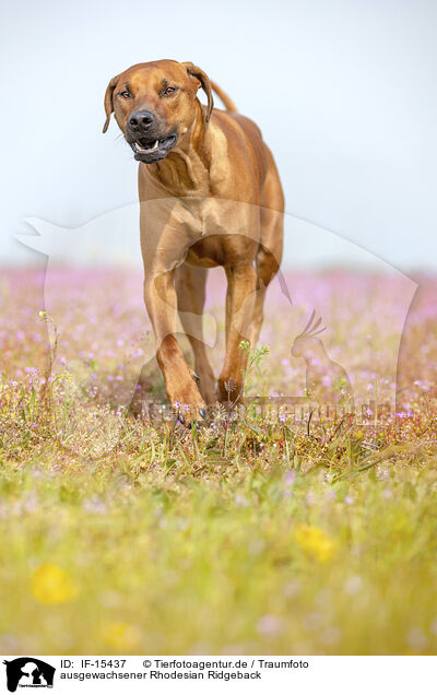 ausgewachsener Rhodesian Ridgeback / adult Rhodesian Ridgeback / IF-15437