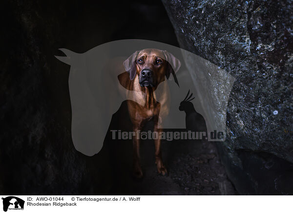 Rhodesian Ridgeback / Rhodesian Ridgeback / AWO-01044