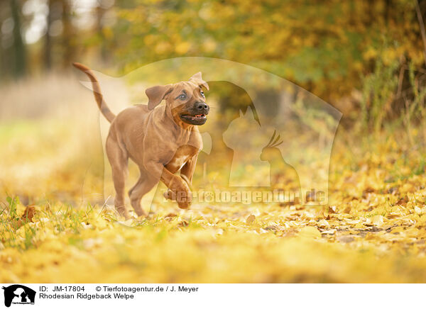 Rhodesian Ridgeback Welpe / JM-17804